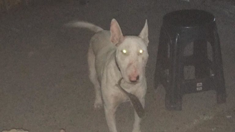 Matan a perro que atacó a mujer en Santa Fe
