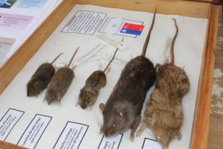 Romeral refuerza prevención tras contagio de virus Hanta en la comuna