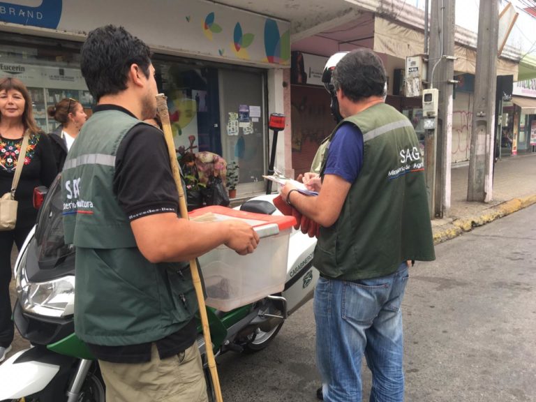Cursan infracción a dueño de serpiente que fue encontrada en pleno centro de Curicó