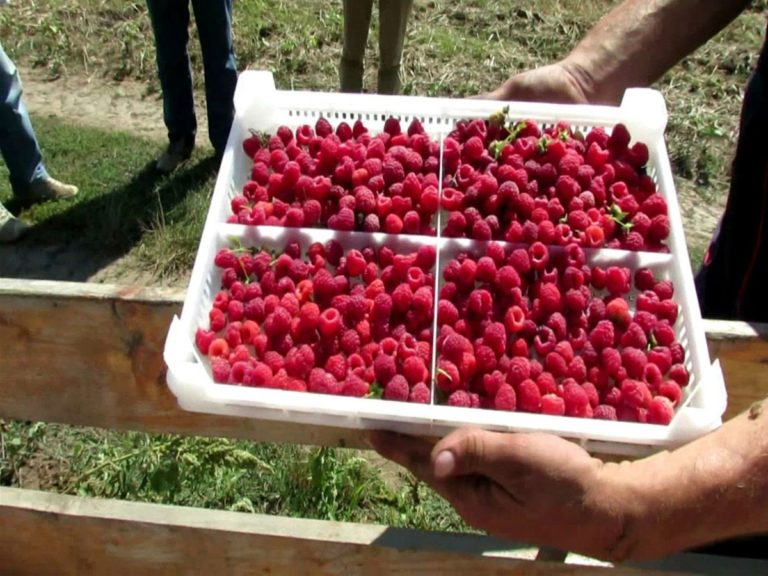 El cambio de la Ley de Registro de Contratos Agrícolas