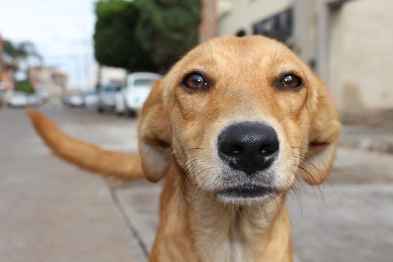Linares ejecutará programa de tenencia responsable de mascotas