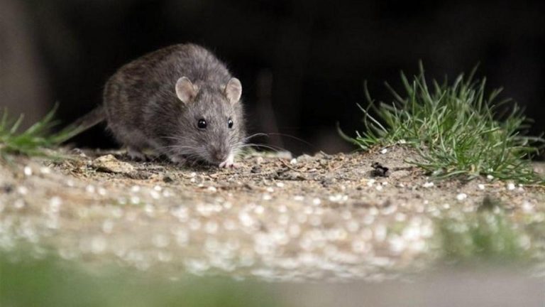 Mujer de Romeral es el nuevo caso de virus Hanta en la región