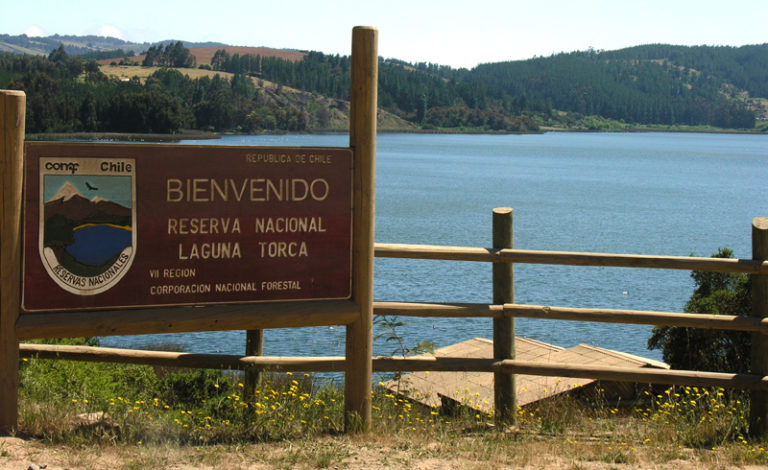 Fundación Reforestemos plantará árboles nativos en la Reserva Nacional Laguna Torca