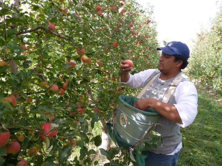 Impulsan comercio electrónico para exportar frutas desde Maule a China