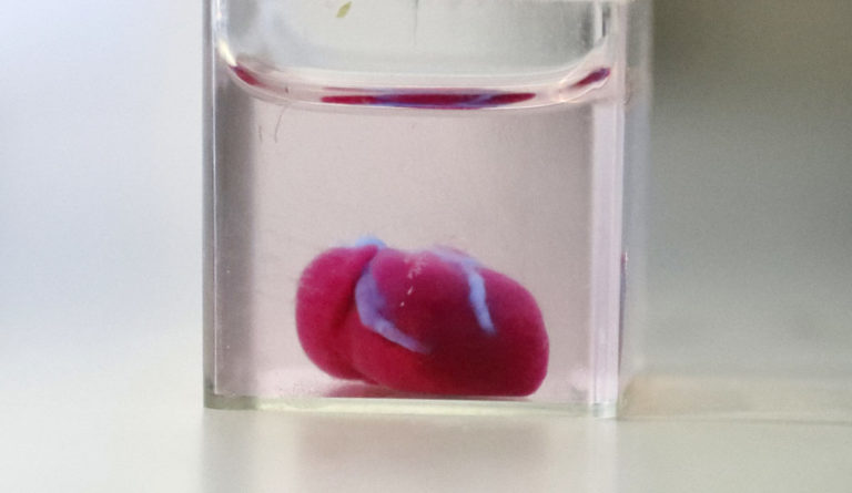 Científicos presentaron el primer corazón impreso en 3D formado por tejidos humanos