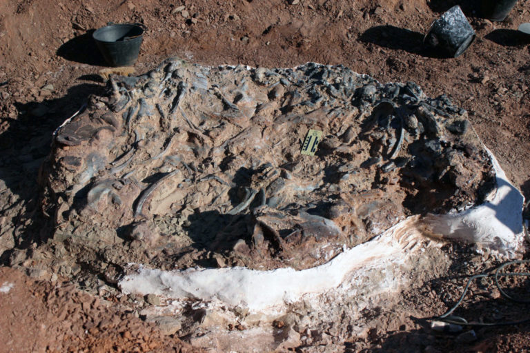 Investigadores descubrieron cementerio con fósiles de 220 millones de años en Argentina