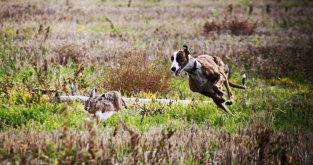 Campeonato de caza de la liebre se realizará este domingo en El Parrón de Rauco
