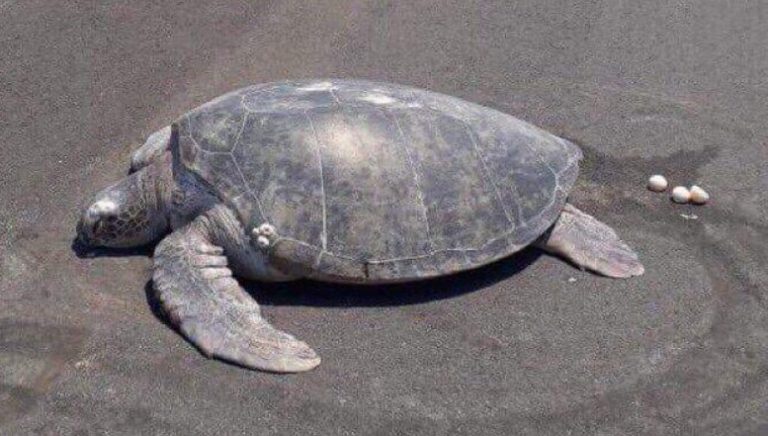 Tortuga en peligro de extinción puso huevos en el cemento por construcción de pista de aterrizaje