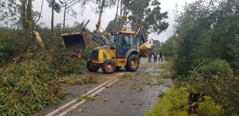 Tromba marina derribó 60 árboles en Chanco
