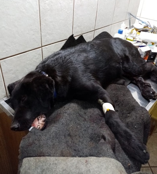 Agrupación animalista de Curicó pide ayuda para operación de perro atropellado y abandonado
