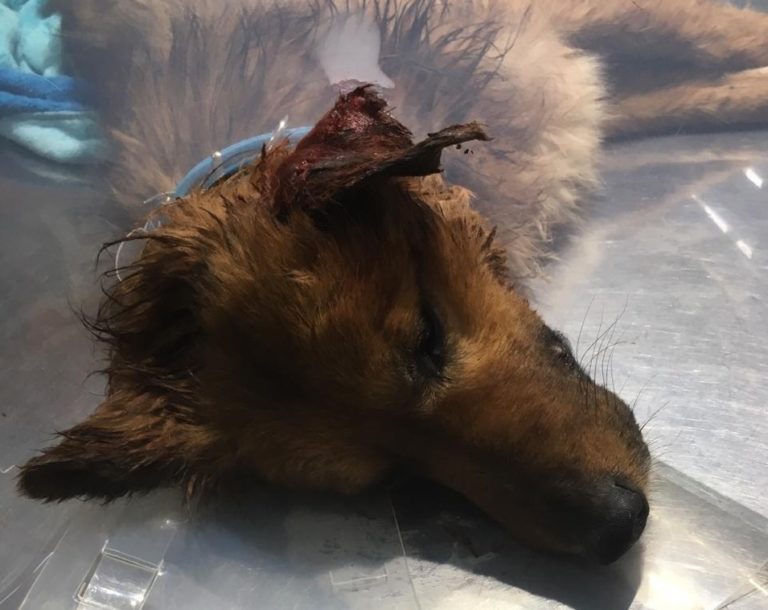 Mujer denunció envenenamiento y agresión a perros en Valles de Santa Fe en Curicó