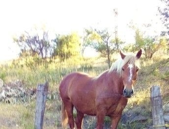 Sujetos robaron más de diez caballos a agricultores de Curepto