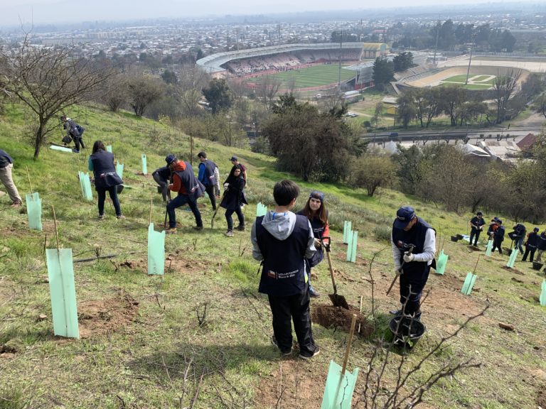 Fundación Cultiva y Banco de Chile realizaron campaña de reforestación en Curicó