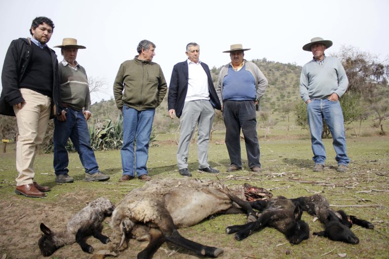 Alcalde de Rauco solicitó ayuda a autoridades regionales por sequía que afecta a agricultores y crianceros