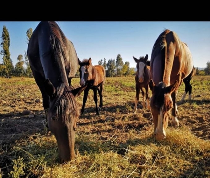 Sujetos robaron ocho caballos fina sangre desde predio en Lontué
