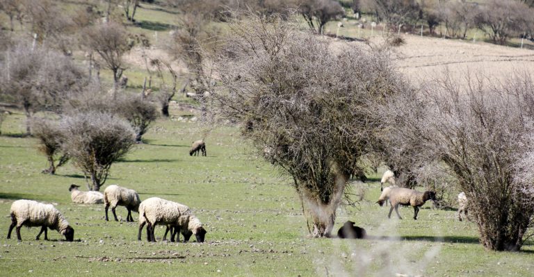 Municipio rauquino agradeció decreto de zona de emergencia agrícola