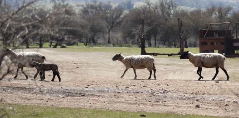 Agricultores de Rauco aún no han recibido ayuda comprometida por el Gobierno