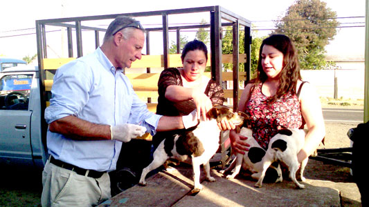 Municipalidad de Curicó realizará operativo canino en Día Internacional de los Animales