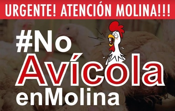 Vecinos y agrupaciones de Molina realizarán marcha en contra de instalación de planta avícola