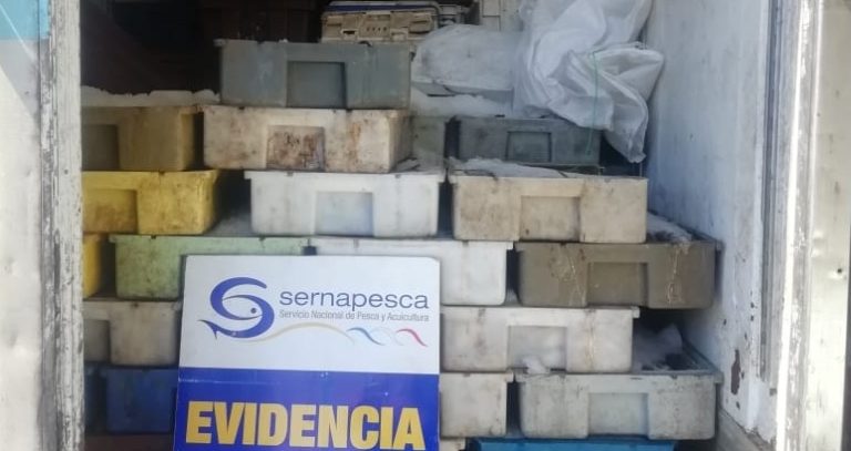 Seremi de Salud del Maule incautó casi dos mil kilos de merluza de origen ilegal