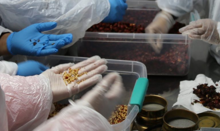 Desarrollan grageas de rosa mosqueta y snack de hongos deshidratados