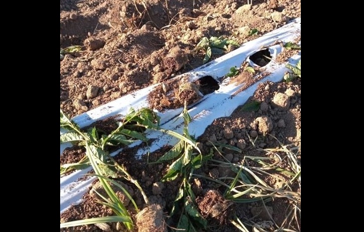 Desconocidos robaron miles de plantas avaluadas en $25 millones desde vivero en La Huerta