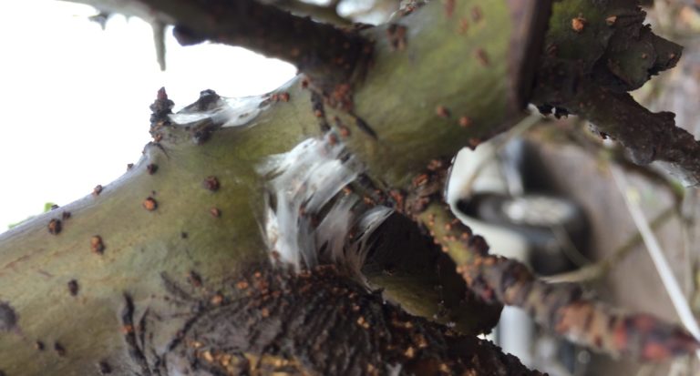 Plaga de “Polilla del Álamo” genera millonarias pérdidas en exportaciones y amenaza el sur de Chile