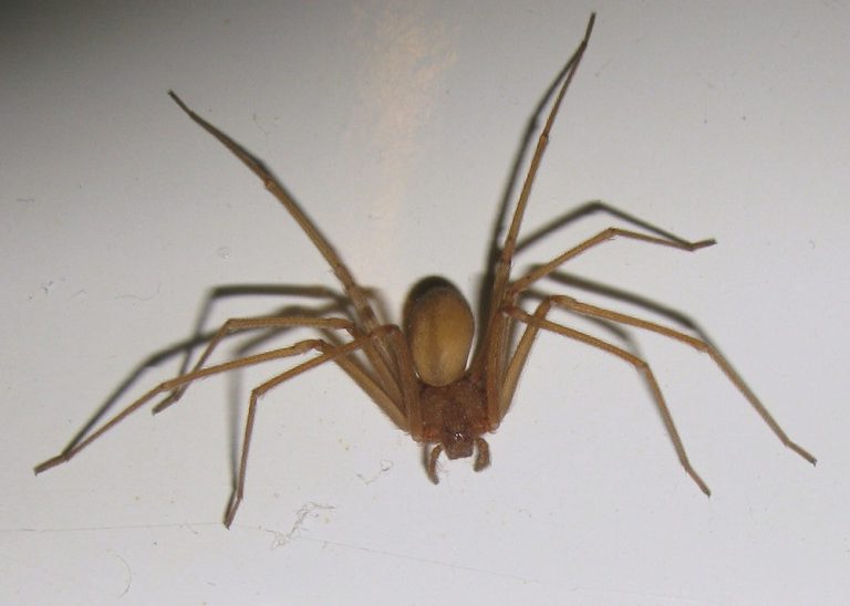 Araña de rincón: ¿Cómo identificarla y qué hacer ante su picadura?