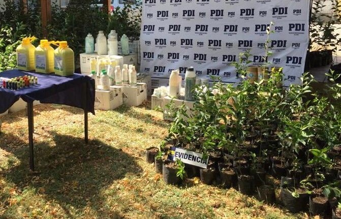 PDI recuperó más de tres mil plantas de cerezos robadas en Hualañé