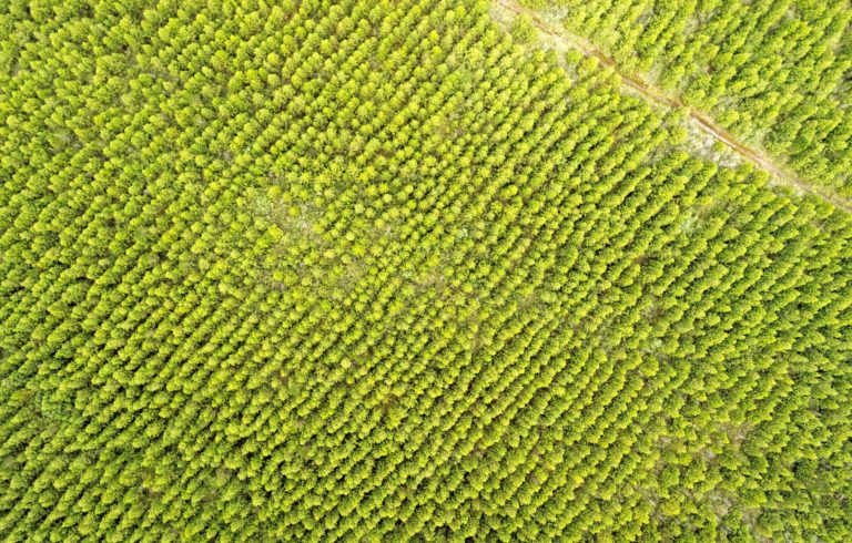 Plantar un billón de árboles no va a frenar el cambio climático