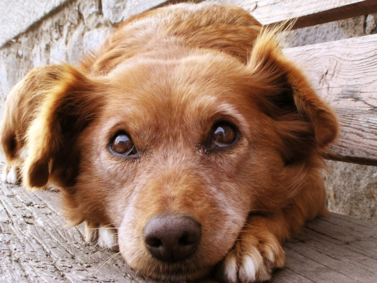 Este domingo termina el ciclo de jornadas de adopción de mascotas en Mall Curicó