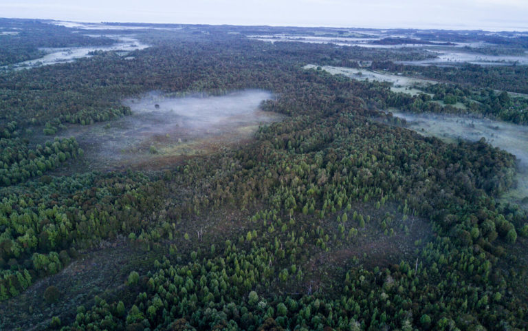 Bosque nativo chileno es el ecosistema más deforestado de Sudamérica