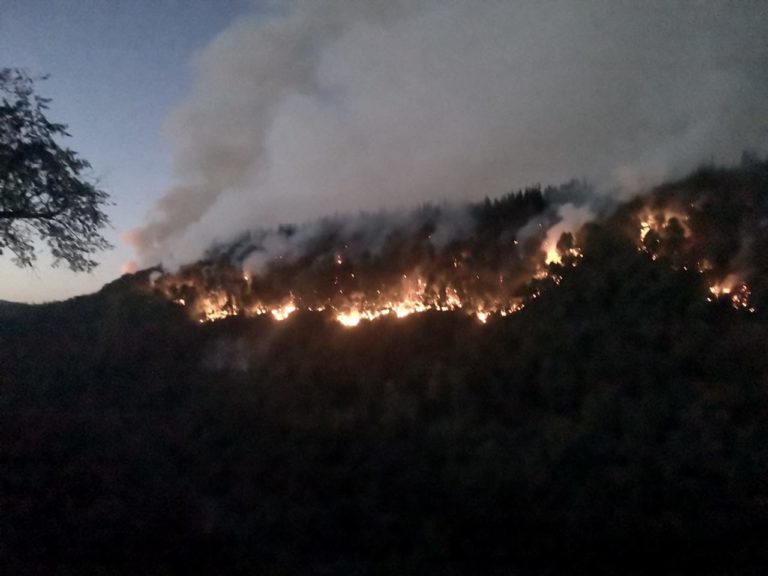Sector Radal de Molina fue completamente evacuado por incendio forestal