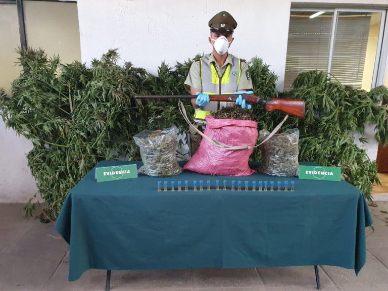 Carabineros incautó marihuana elaborada y cultivada en Teno