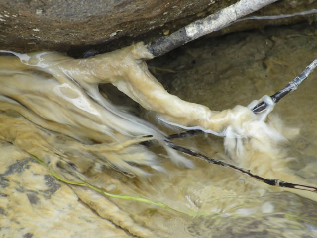 Sernapesca declaró emergencia por plaga de microalga en Río Claro de Molina