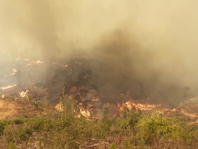 Forestal Arauco acusó intencionalidad en incendio que afecta a cerros de Licantén y Vichuquén