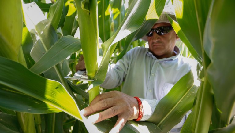 Maiceros maulinos fueron indemnizados por variación de precios