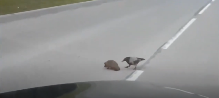 Un pájaro le