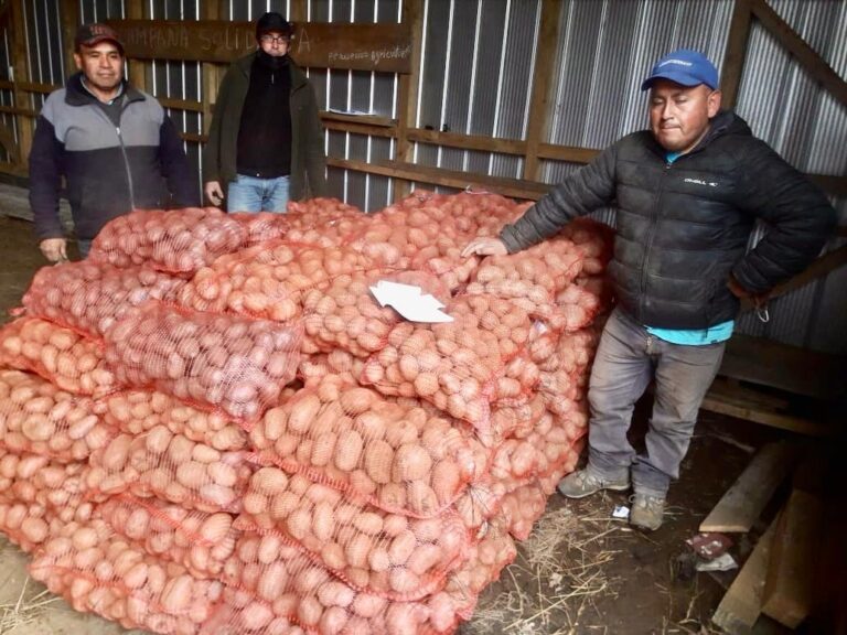 Agricultores y comunidades mapuche donan más de 8,5 toneladas de papas para ollas comunes
