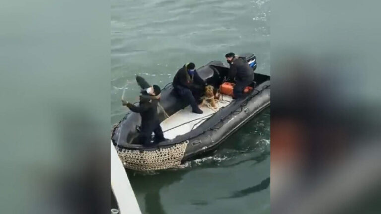 Rescatan a perrito que estaba en el mar durante sistema frontal en Talcahuano