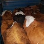Violento asalto en feria de ganado de Curicó: Delincuentes maniatan a nocheros y roban 48 novillos
