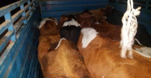Tras millonario robo de animales: Carabineros despliega amplio operativo preventivo en feria ganadera de Curicó
