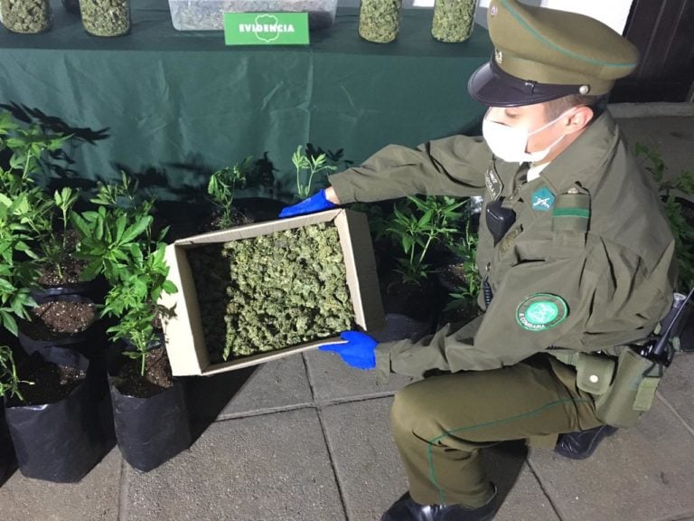 14 mil dosis de marihuana elaborada fueron incautadas en Romeral