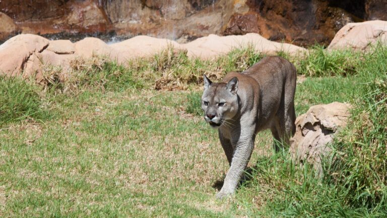 Puma se paseó por cerro ubicado frente a Vichuquén