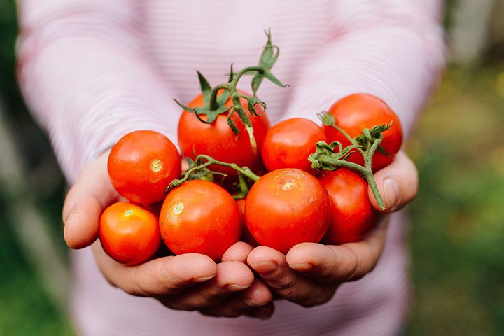 Estudian prevención de enfermedades cardiovasculares en el tomate y el maqui