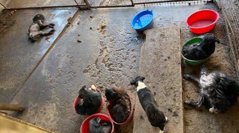 Fiscalía abre investigación por denuncias de maltrato animal en canil municipal de Curicó