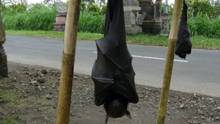 Filipinas: viralizan imágenes de un murciélago gigante del tamaño de un humano