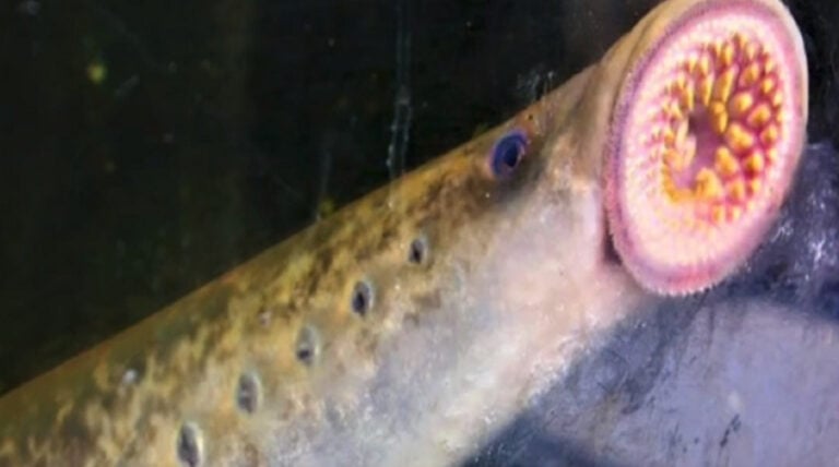 Captan ejemplar de pez prehistórico "Vampiro del agua" en las aguas del río Longaví de Linares
