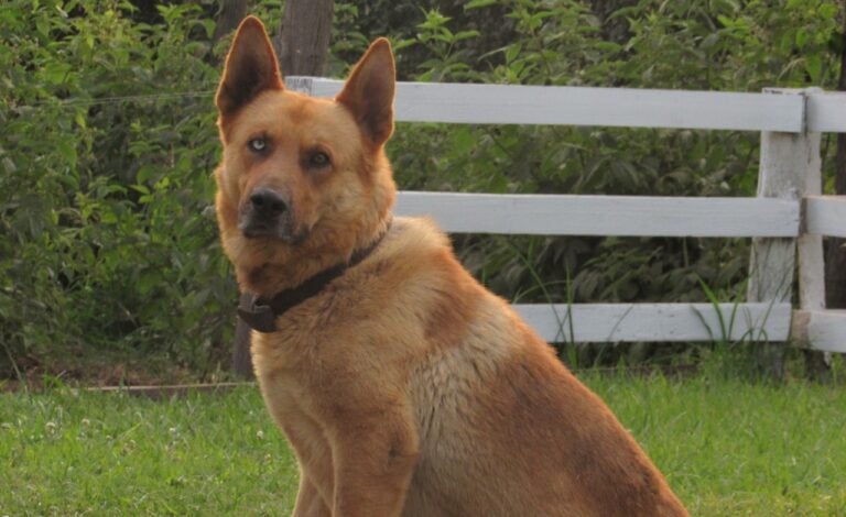 ¿Adiós mito?: Científicos explican que un año de perro no equivale a siete humanos