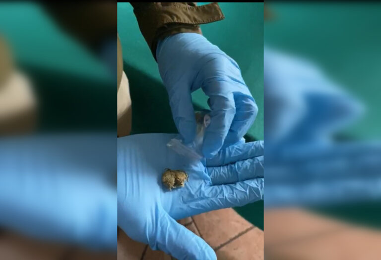 Carabineros intercepta encomienda de marihuana para paciente de Covid-19 en residencia sanitaria
